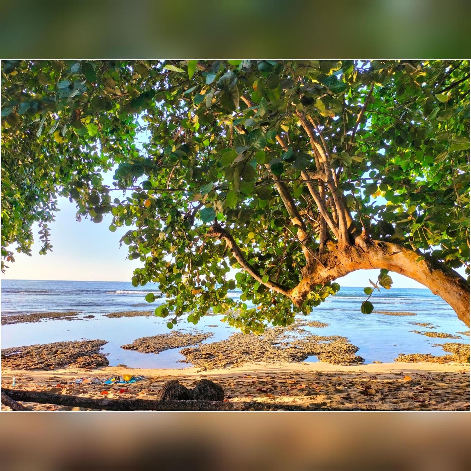 Cabinas Coconut Grove Puerto Viejo de Talamanca Luaran gambar